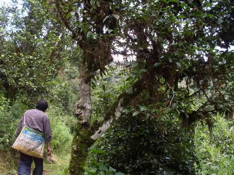 掌握这五招，轻松鉴别普洱古树茶的真伪与品质