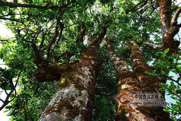 掌握这五招，轻松鉴别普洱古树茶的真伪与品质