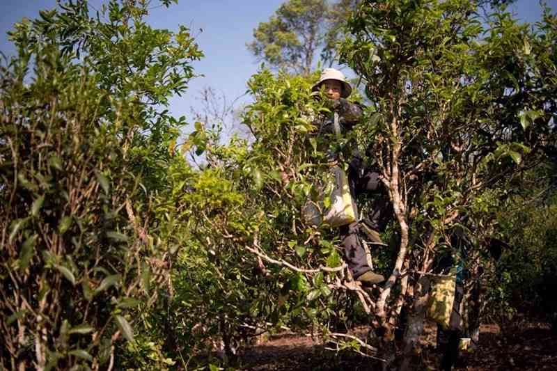 如何辨别普洱古树茶？从外观特征、生长环境和年份等方面进行解析