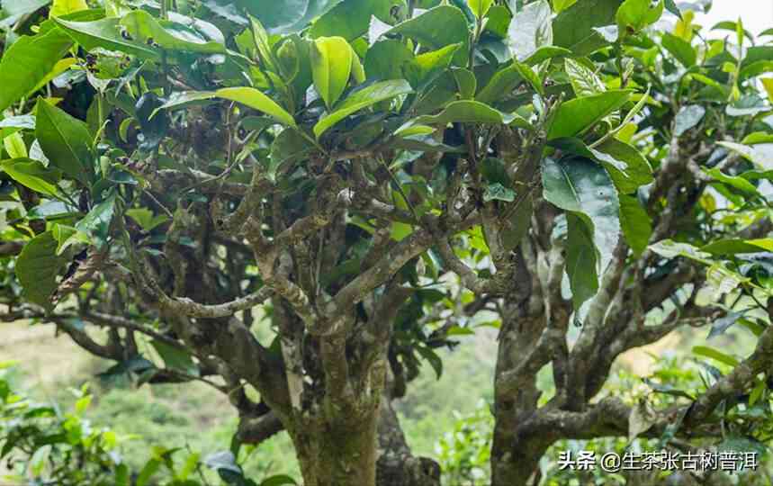 普洱茶酸味产生的原因及其对茶叶品质的影响分析