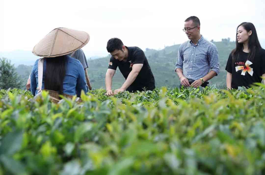 普洱茶采摘全攻略：如何正确采摘，掌握采茶技巧及注意事项