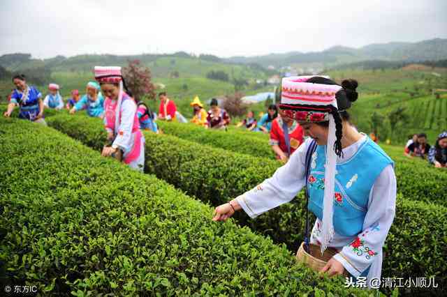 普洱茶采摘全攻略：如何正确采摘，掌握采茶技巧及注意事项