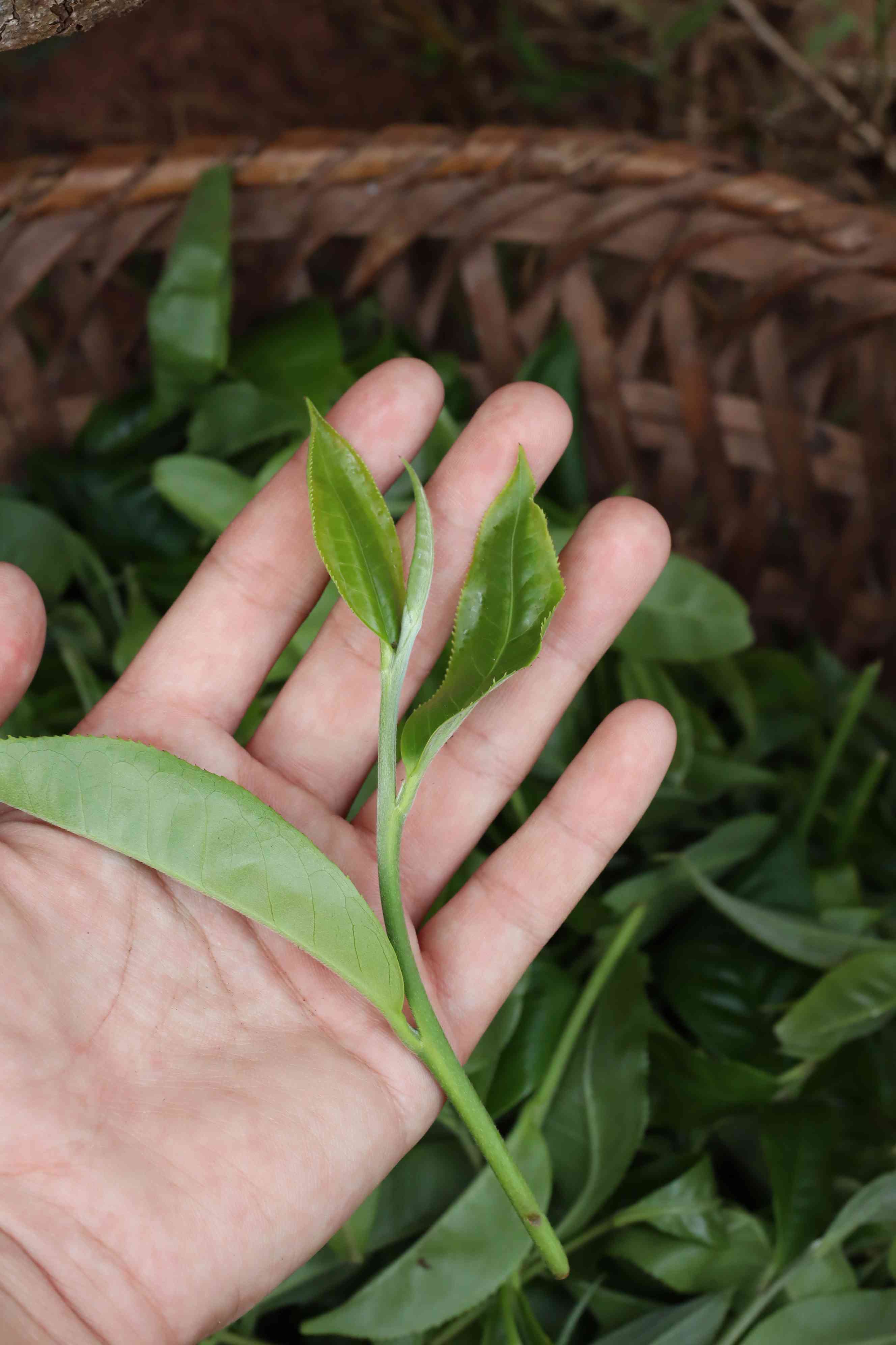 探究普洱茶采摘过程与质量要求：三叶茶叶的详细解读