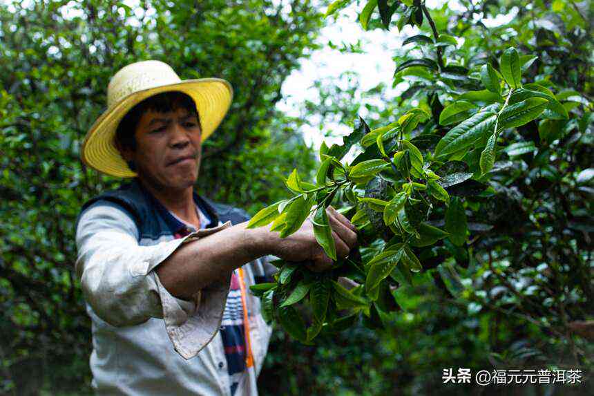 探究普洱茶采摘过程与质量要求：三叶茶叶的详细解读