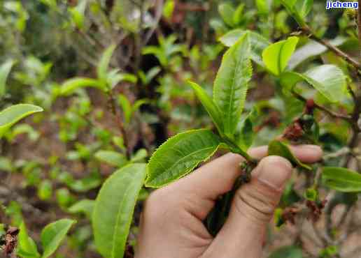 探究普洱茶采摘过程与质量要求：三叶茶叶的详细解读