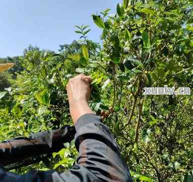 探究普洱茶采摘过程与质量要求：三叶茶叶的详细解读