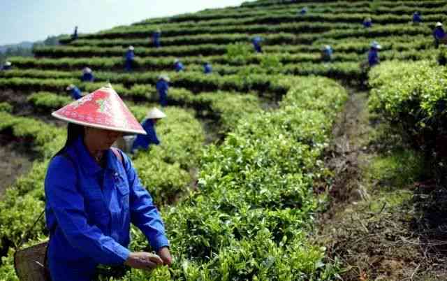 普洱茶怎么采摘呢