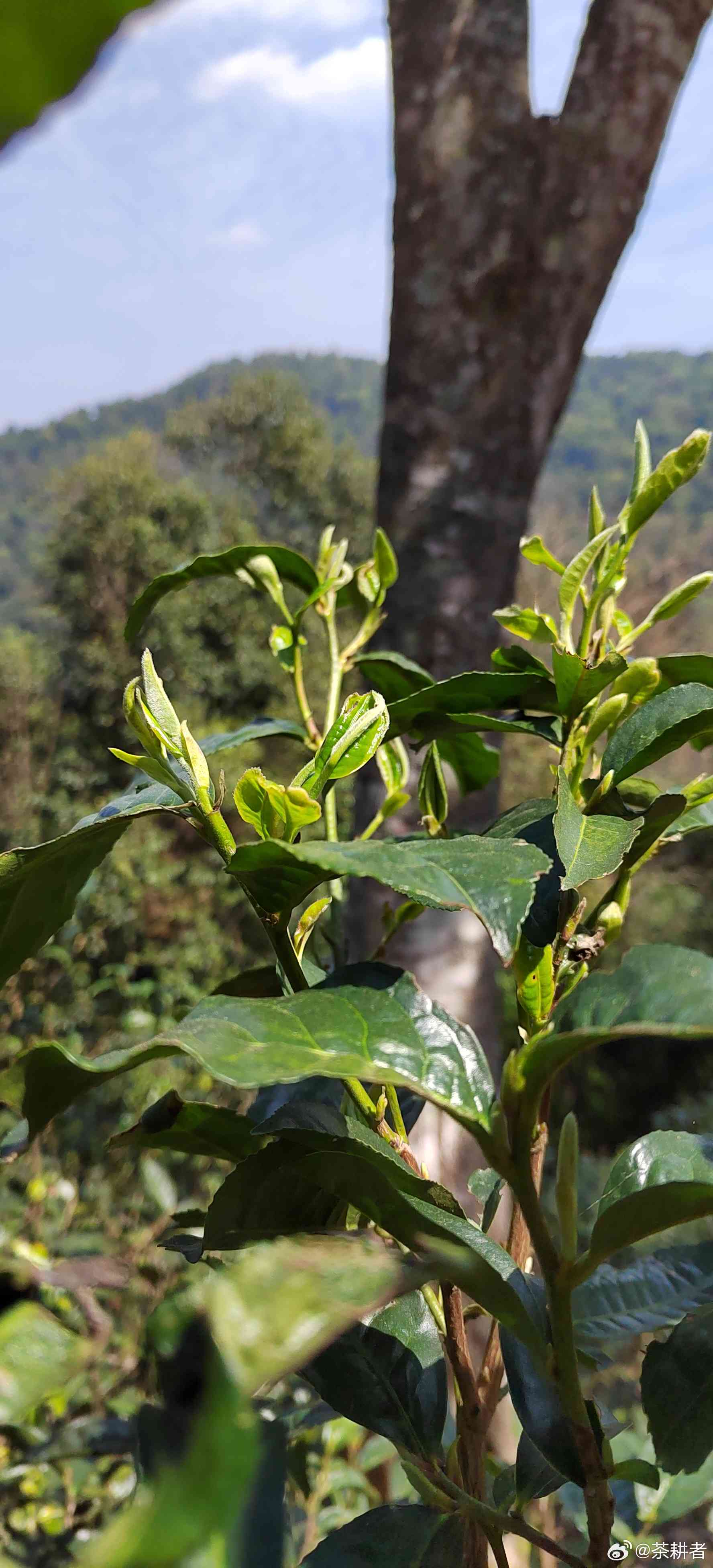 春暖花开普洱茶暖