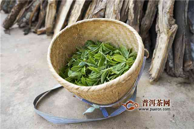 刮风寨生普春茶的特色、功效与2019年价格：熟茶的特点也在内