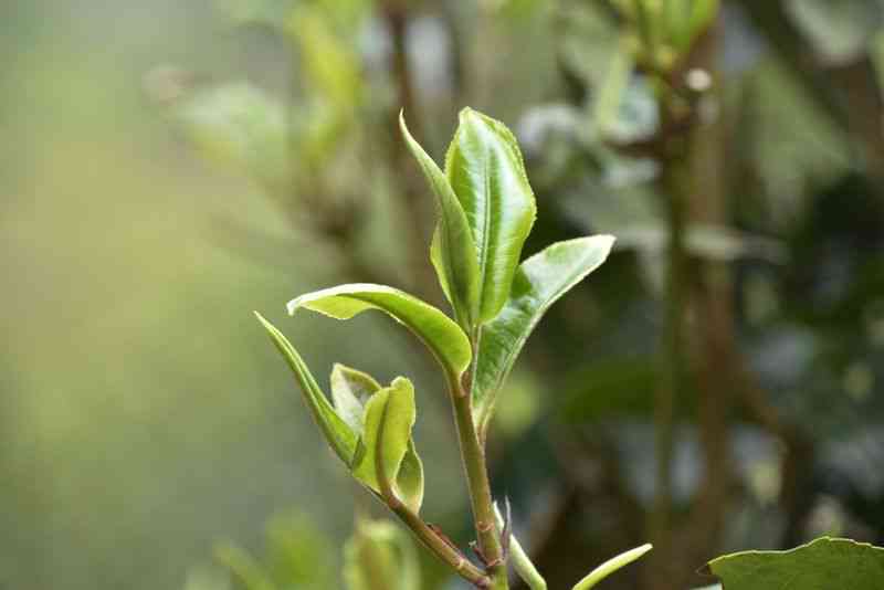 刮风寨生普春茶的特色、功效与2019年价格：熟茶的特点也在内