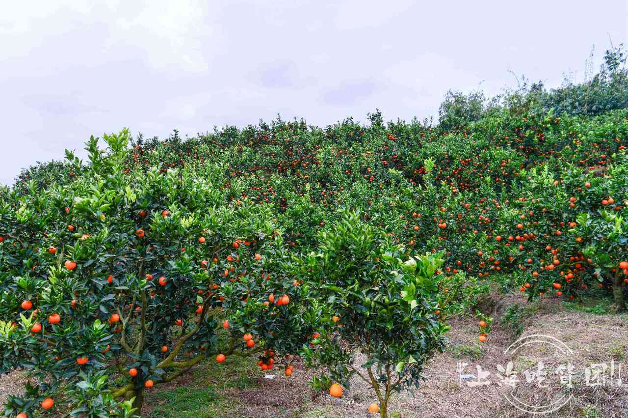 舟山大红柑普洱茶场位置及联系方式全解析