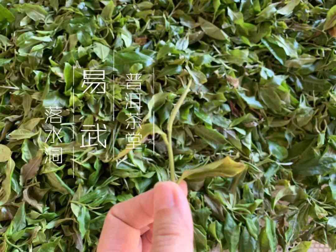 全熟普洱茶怎么泡