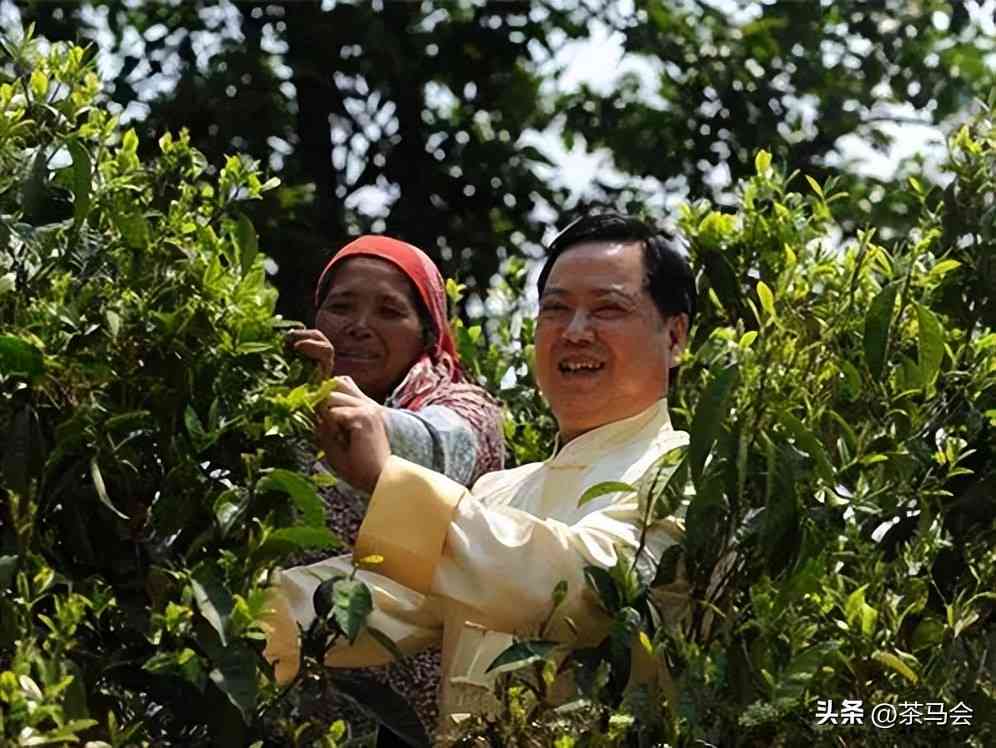 云南特色茶叶大白：探究普洱芽茶的魅力与功效