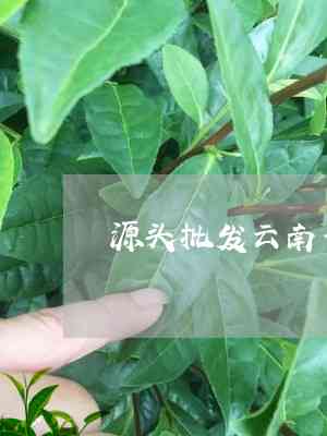 普洱茶源头直销