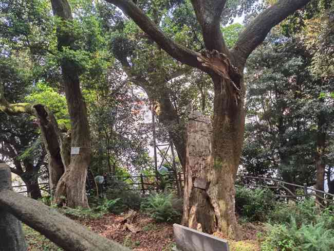 云南阿里山区高杆古树野生生普洱茶：一场自然与醇厚的邂逅