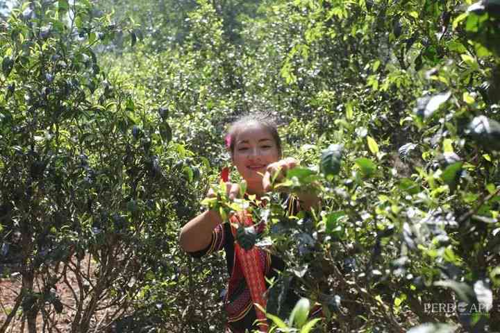 探索普洱茶的魅力：采摘过程及其对健的益处