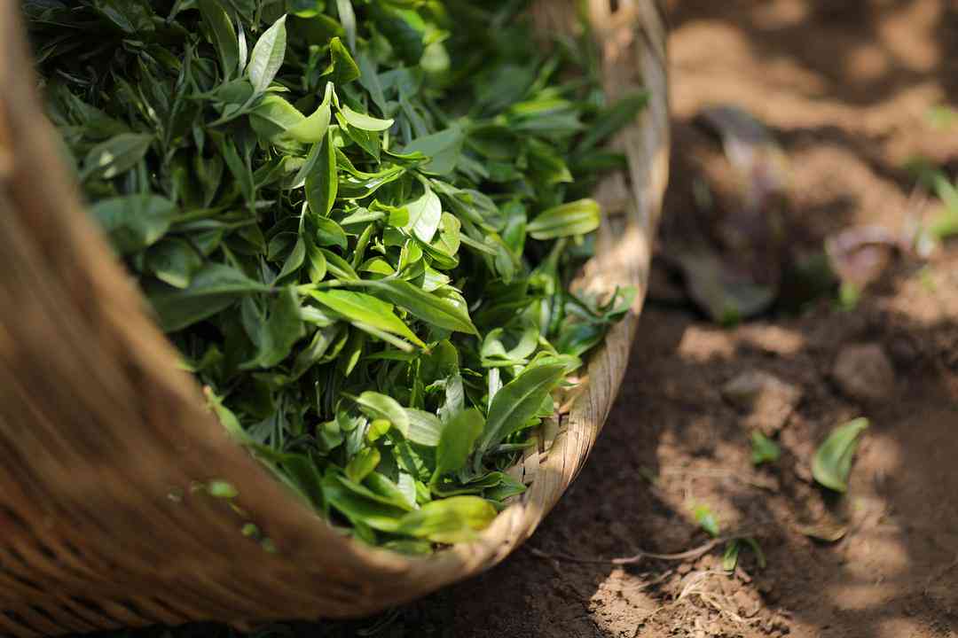 采摘普洱茶好处是什么