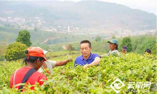 采摘普洱茶好处是什么