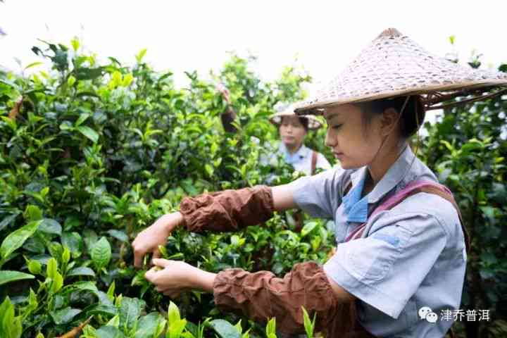 采摘普洱茶好处有哪些