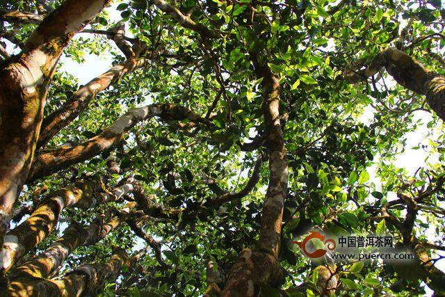 中茶木老树2006年品质与价值的全面解析：从种植、加工到品鉴