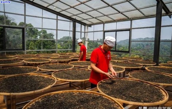 全方位了解中福茶厂普洱茶质量：从原料、制作工艺到口感特点的详细解析