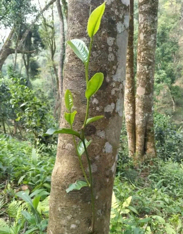 易武普洱茶：古树茶的鉴别与品质详解，让你全面了解易武茶的特点