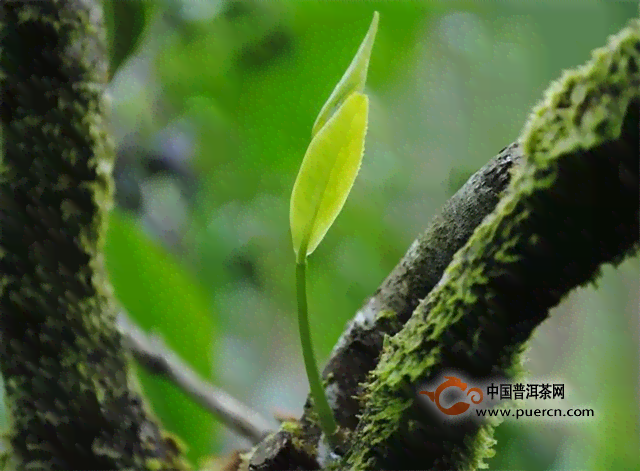 易武普洱茶：古树茶的鉴别与品质详解，让你全面了解易武茶的特点