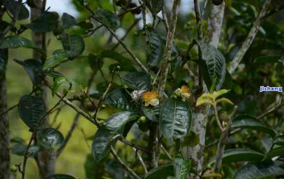 普洱茶可以用来养花吗：探讨普洱茶叶在花卉养护中的作用