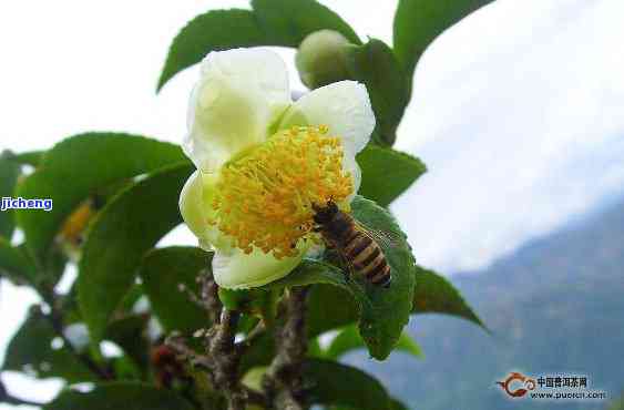 普洱茶可以用来养花吗：探讨普洱茶叶在花卉养护中的作用