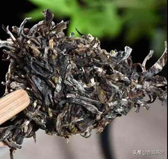 新普洱茶回强的品种有哪些？ 
