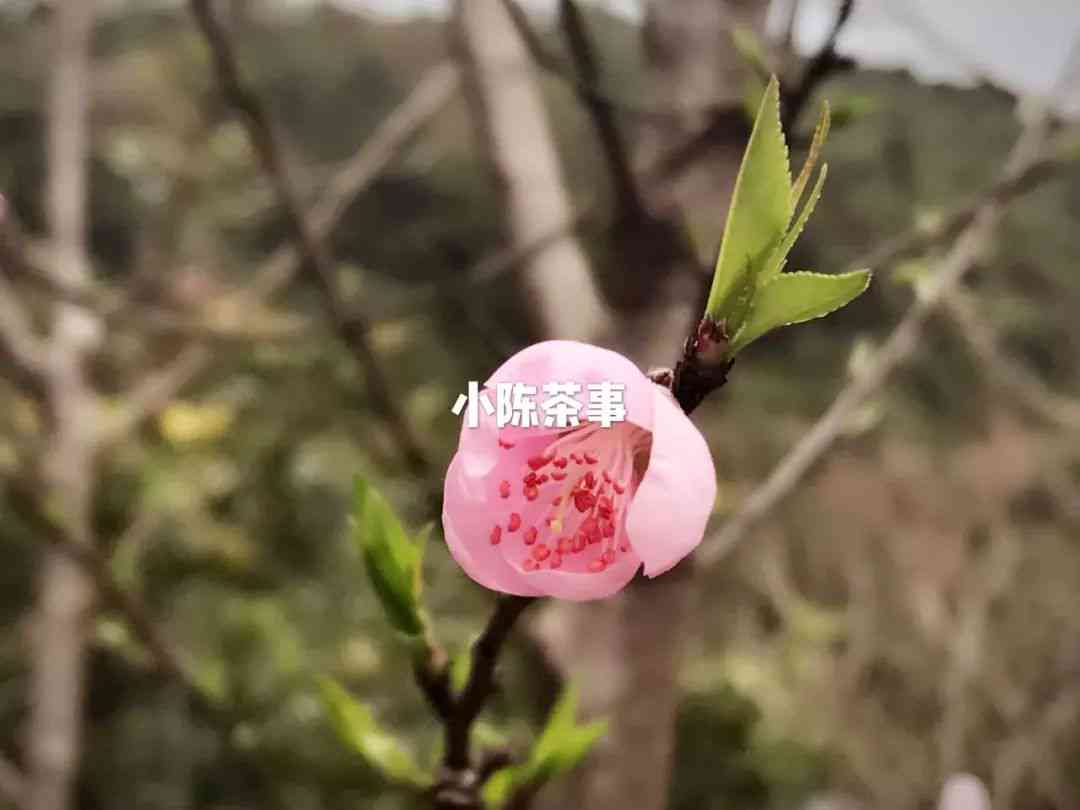 普洱茶的尽头是岩茶吗