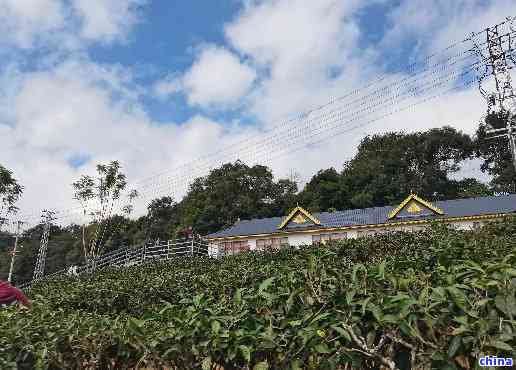 云南普洱茶场：探索古树冰岛茶的价格及优质货源