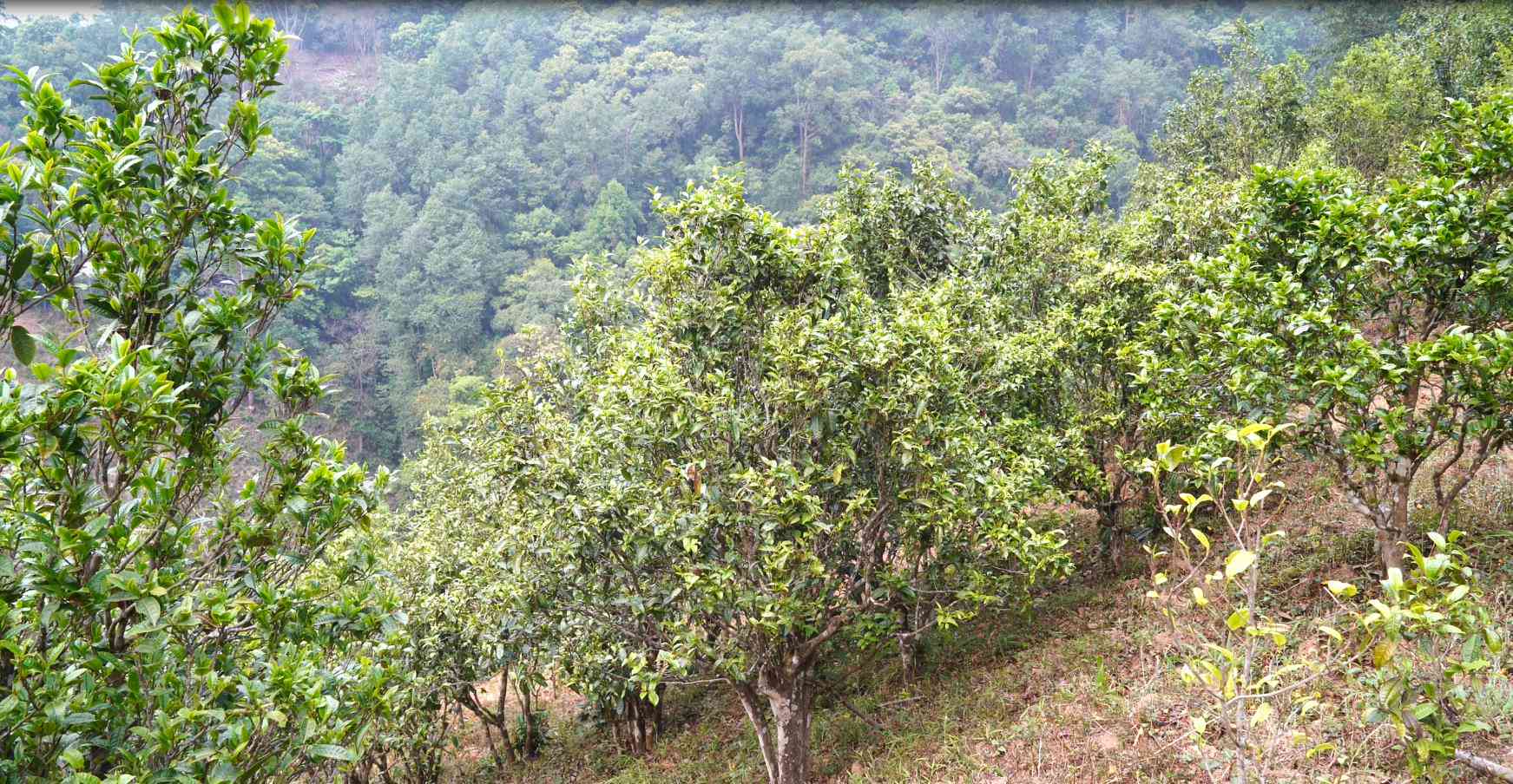 云南五寨冰岛茶：寻找普洱茶的极致口感与品质