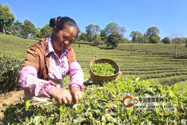 普洱茶采摘：标准、时间、方法以及如何判断优质茶叶的完整指南