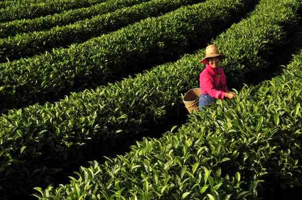 普洱茶采摘：标准、时间、方法以及如何判断优质茶叶的完整指南