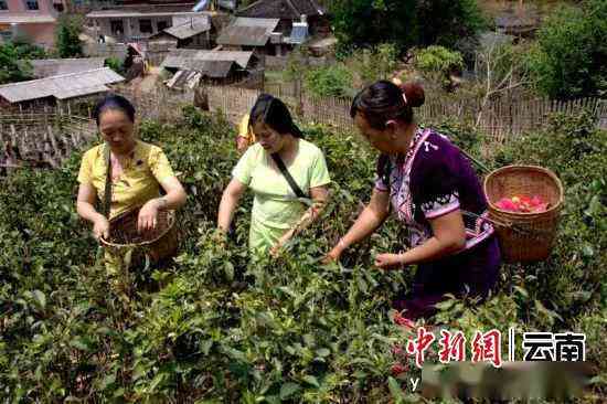 云南普洱茶的优质产地及其采摘秘诀揭秘