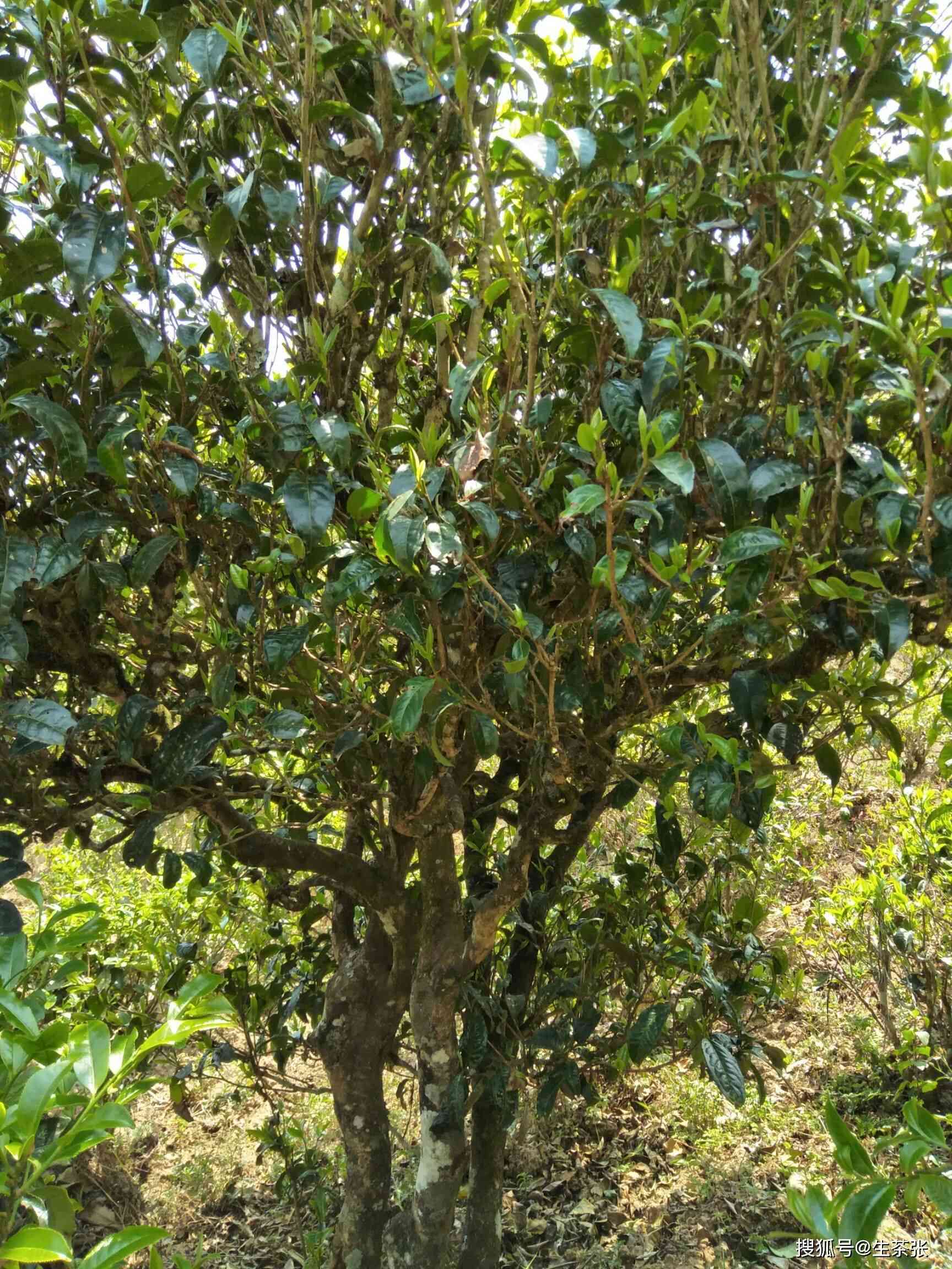 品鉴普洱茶，感受千年古树的独特魅力