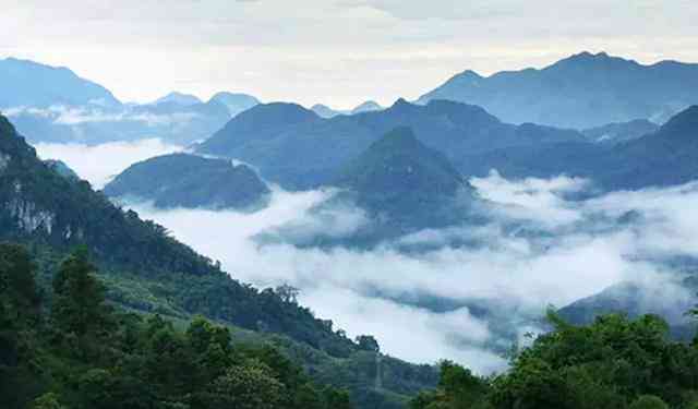 古树普洱茶山头排名与当地茶农价格：XXXX年古树普洱茶叶精选指南