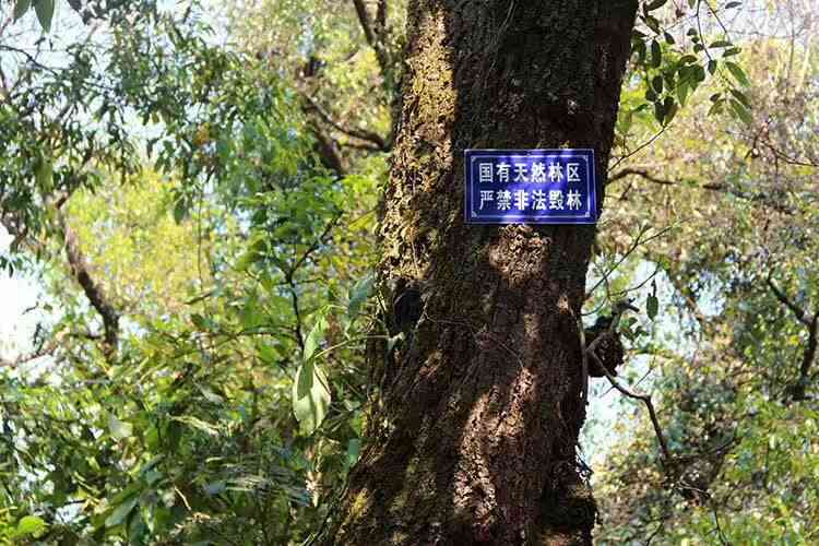 古树普洱茶山头排名与当地茶农价格：XXXX年古树普洱茶叶精选指南