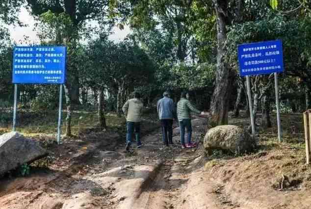 古树普洱茶山头排名与当地茶农价格：XXXX年古树普洱茶叶精选指南