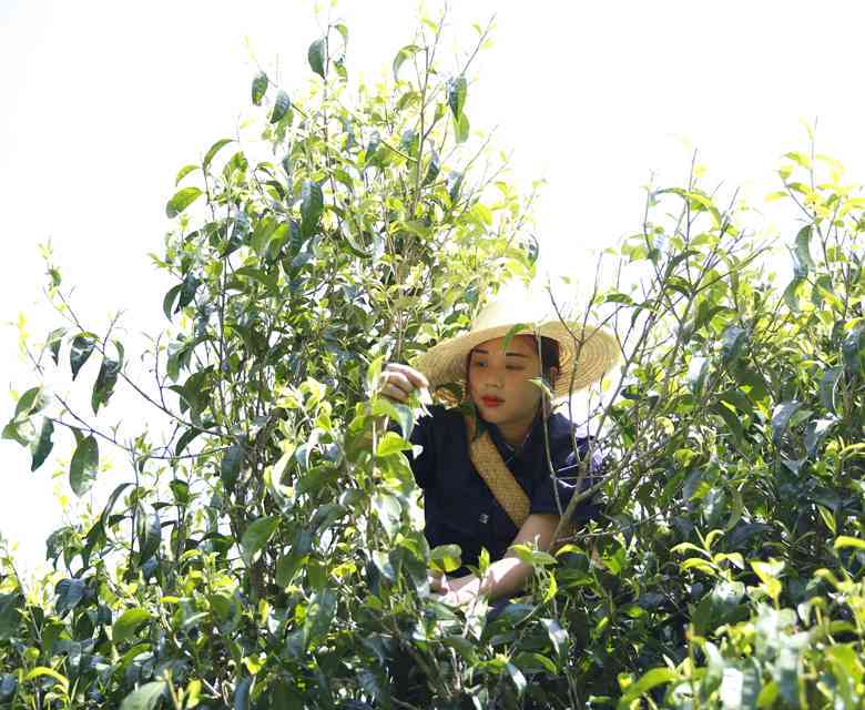 古树普洱茶山头排名与当地茶农价格：XXXX年古树普洱茶叶精选指南