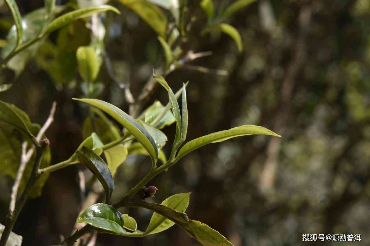 普洱茶四级原料品种全面解析：从古树茶到小叶种，一网打尽！