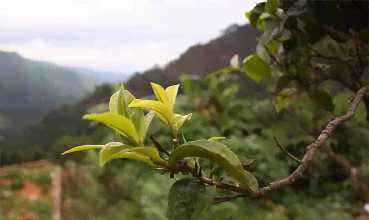 普洱茶四级原料品种全面解析：从古树茶到小叶种，一网打尽！