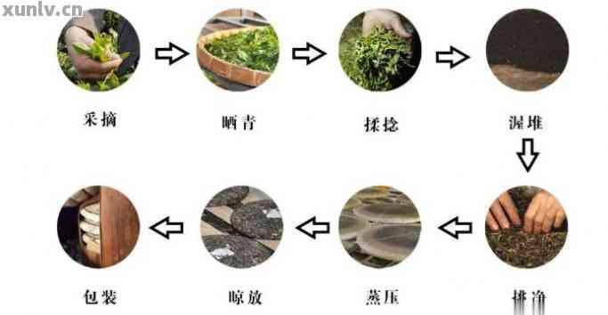 普洱茶的完整生产流程：从种植、采摘到制作的全方位解析