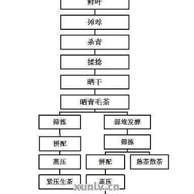 普洱茶的完整生产流程：从种植、采摘到制作的全方位解析