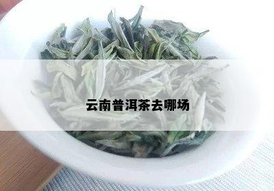 来云南带你去喝普洱茶