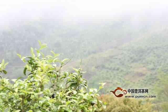 普洱茶山产地名大全：知名普洱茶产地及特点解析