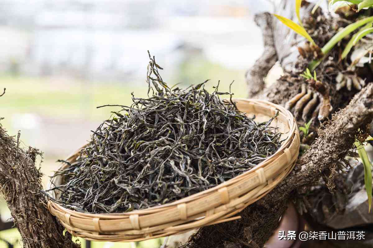 普洱茶的原产地、种植地区及其文化背景是什么？