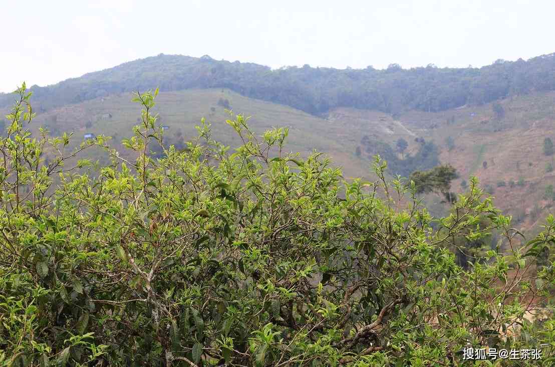 产普洱茶的山脉是什么山：探究云南大叶种茶叶的产地