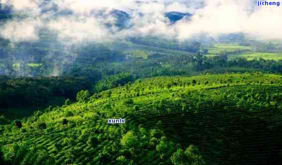 揭秘产普洱茶的主要名山：六大山脉的茶山风光与文化底蕴